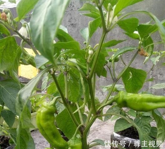 空油桶直接扔太可惜,用来种辣椒,1棵辣椒结10斤,简单又好用!