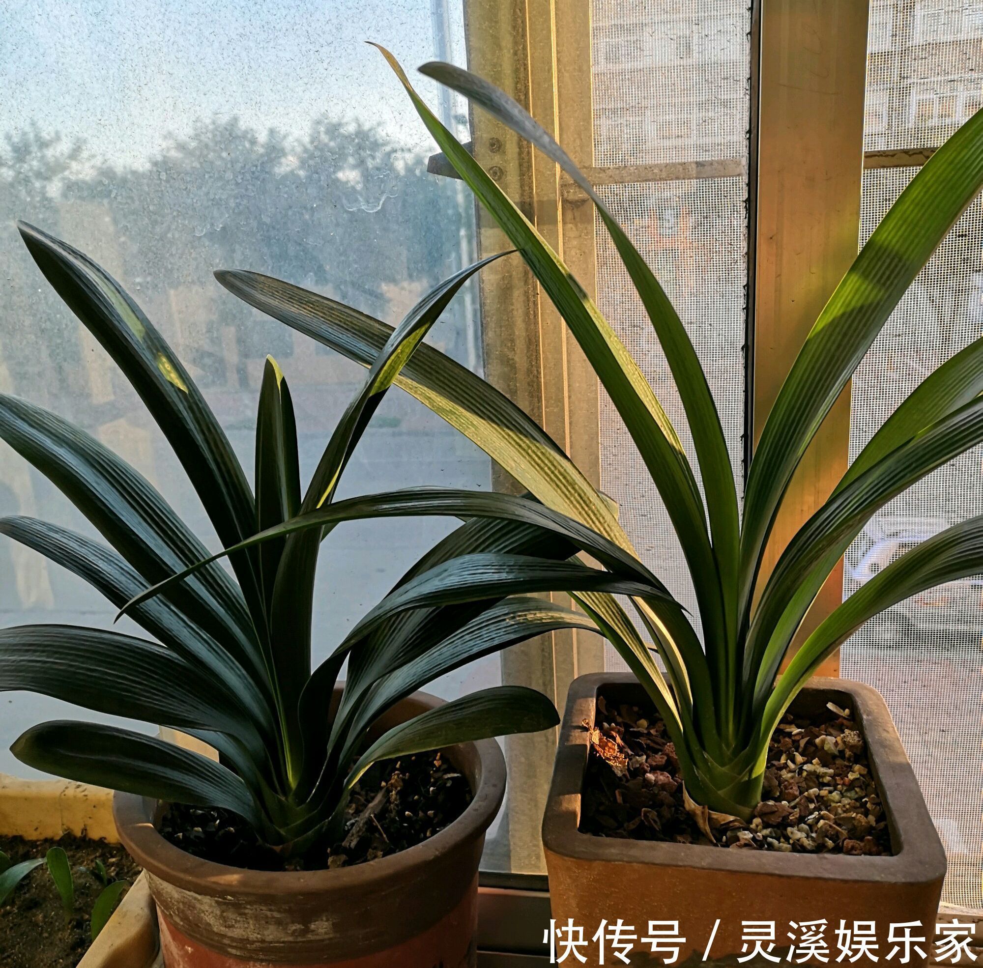 烂根|君子兰在夏季高温的情况下换盆必死无疑花艺师分享了4点妙招