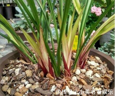 君子如兰|兰花“换盆死”怎么回事?避开这三点,否则让你白忙活