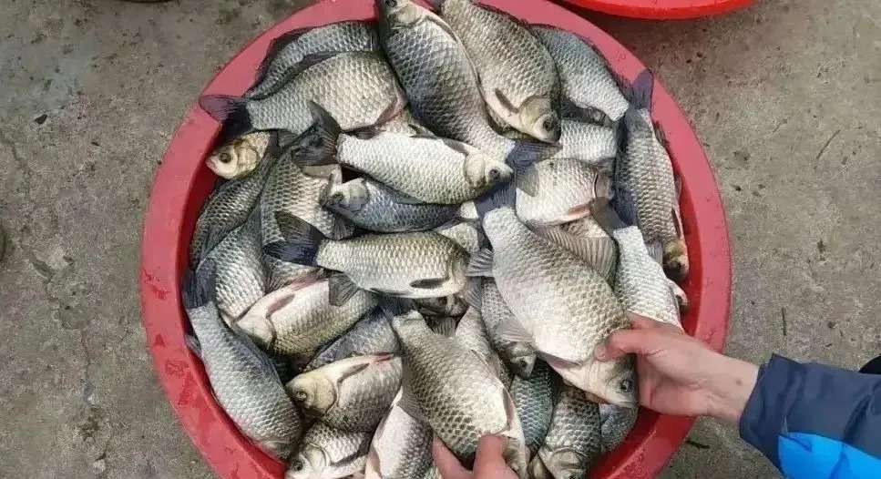 入冬后钓鲫鱼的黄金公式！在什么地方都能用，20年钓鱼人的经验