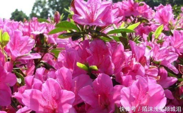 茶花|“4种花”是养花首选，漂亮又好养，花朵硕大，花期长！