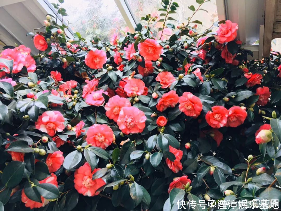 10种花爱喝醋,浇水加点酸,叶子油亮爱开花!