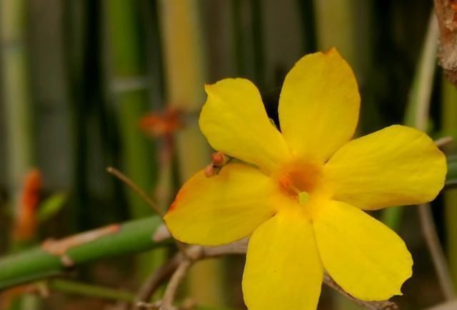 植株|家养2种“树”,过几年就能增值,平日养护也简单!