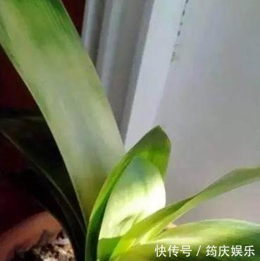 新根|君子兰黄叶就这么办!4招解决各种黄叶,油绿锃亮就像大白菜