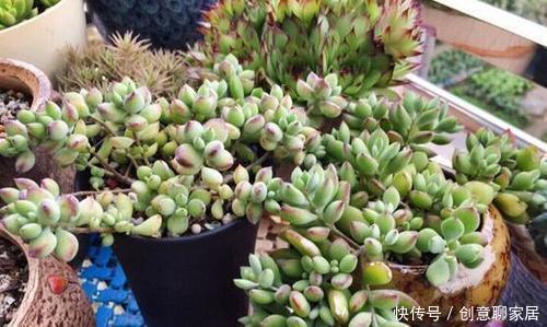 5种漂亮多肉,寓意美好,生机勃勃,是家庭盆栽佳品!