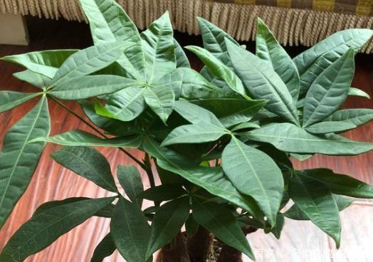 养花浇2种“肥水”，越养越茂盛，开花朵朵艳！