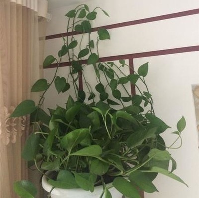 绿萝长气根“别乱剪”,找对原因“用对肥”,半年长到2米