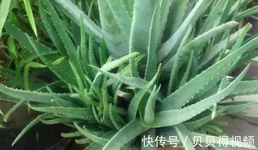 想要芦荟长爆盆,栽培管理要此样做,掌握这些秘诀,轻松养爆盆