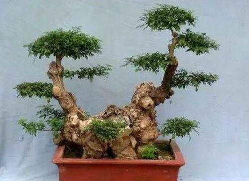 黄荆做盆景,掌握好几个细节,成活率高,观赏性强