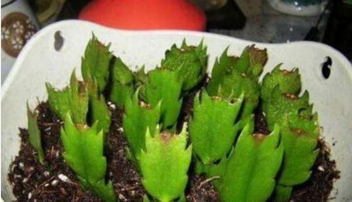 长寿花|2种花,一根枝条插盆里就活,开花漂亮又好养,家家必备