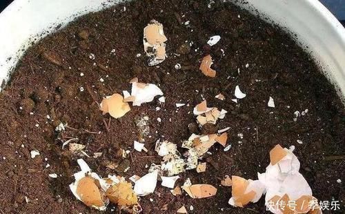 担心高效肥烧根怎么办不如在家自制4种花肥,肥效久、见效慢