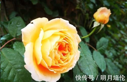 蓝妖|月季花发芽了却没叶子都怪土里这个物质太多