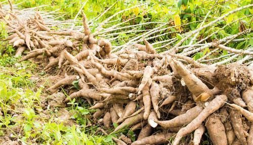 它是巴西剧毒植物,引入中国90余年,如今却成家家常吃的美食!