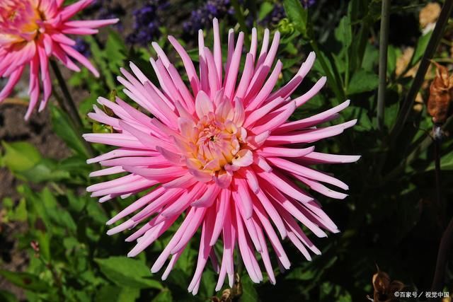 满庭芳$歌咏菊花诗词29首:天生一种金黄色，到底难称富贵花