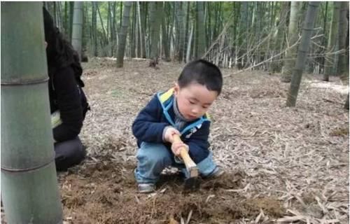 流出|挖冬笋的季节，祁门祖传《挖笋秘籍》流出……