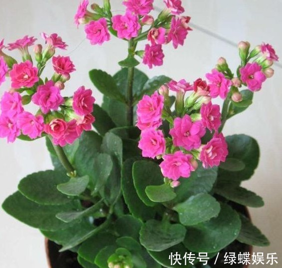 长寿花养护小技巧,这样养,长寿花开满整个花盆,深受花友的喜爱