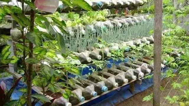 空油桶别扔,聪明人用来种菜种花,省了很多钱,别赔了夫人又折兵