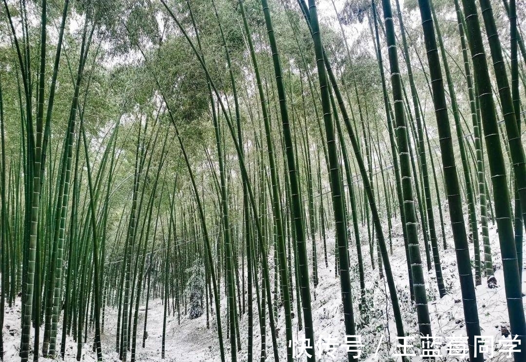 吴楚#翠竹负雪诗四首,六出飞花入户时,坐看青竹变琼枝,雪中竹韵