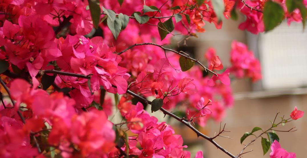 三角梅控水促花真有必要吗?别再“折腾”了,做好这三点才是关键