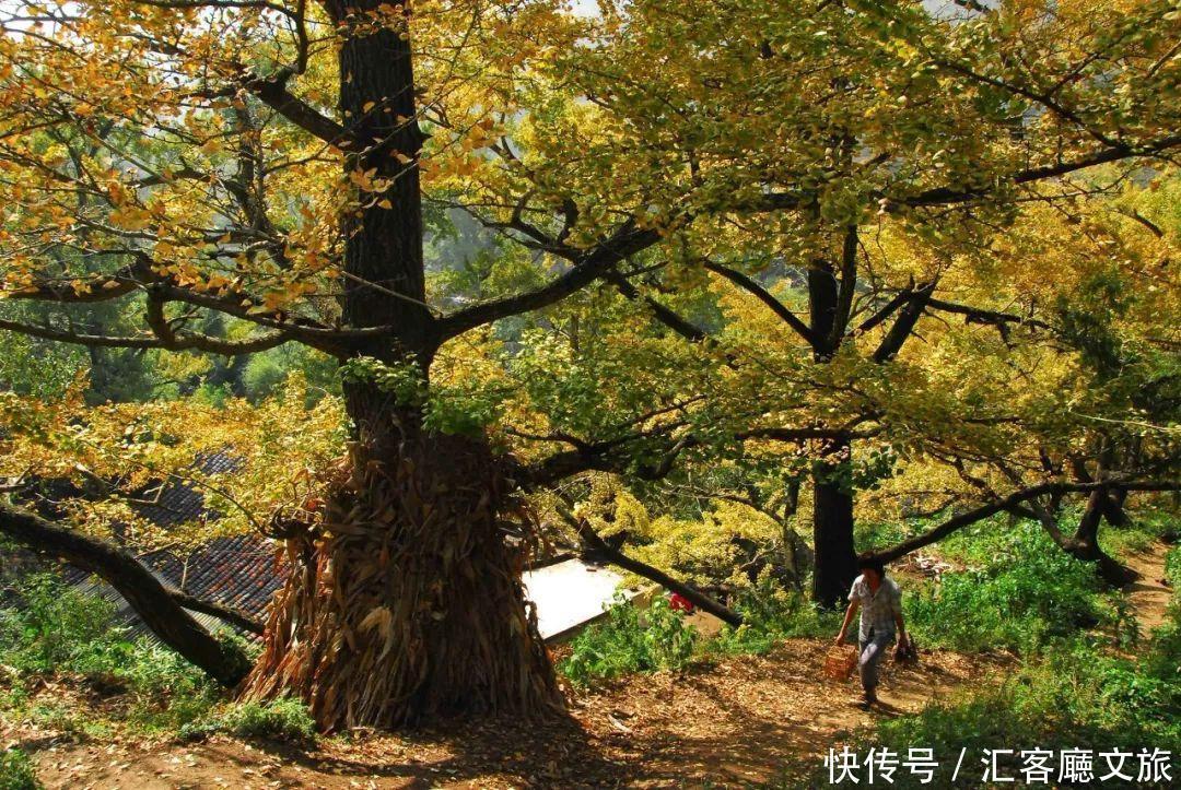  柿子|10个藏在深山人不知的古村落，却是这个秋天绝美的世外桃源！