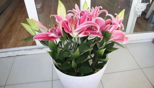 4种“花草”，不适合长久养在室内，对健康有风险，别忽视了