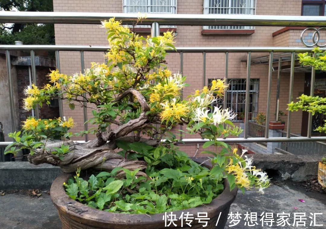 养到烦人的花,盆都不够用,扔掉还很心疼