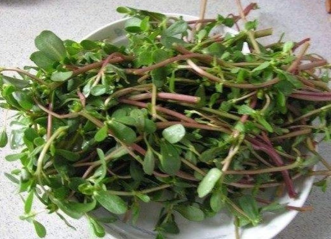 马齿苋|十个人九个腰疼,常用此草泡酒,祛风除湿,通经络,早知早受益