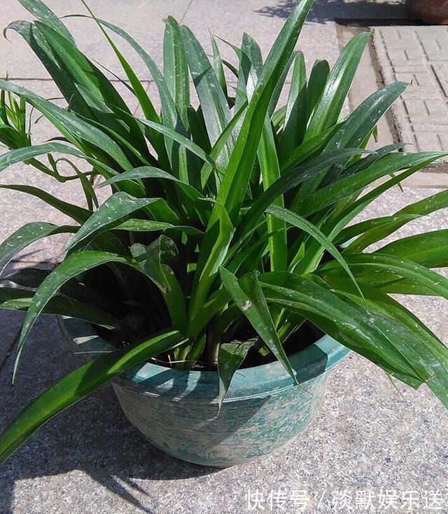 肥沃|10月养吊兰,多做这“1步”,匍匐茎蹭蹭长,叶绿又大,长爆盆