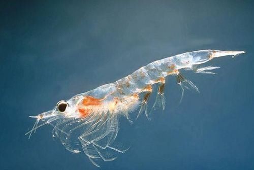  小汐|小汐今天分享的它是世上最干净的海鲜，美味非常，如今每年被捕上亿吨到这里