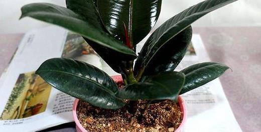 叶片|客厅摆什么盆栽植物好?选择这些准没错!既好看又好养,还能旺财