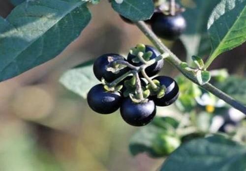 春天养生正当时，多吃3种食物，延缓衰老，减肥瘦身，早吃早好