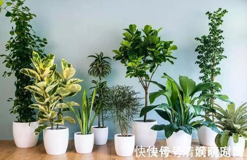 非洲|这5种花，漂亮又好养，放卧室客厅都合适，还能净化空气，很实用