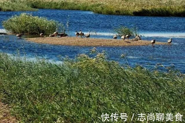 鸟类|中国最美六大沼泽湿地，养在深闺无人识，去过的都惊叹不已