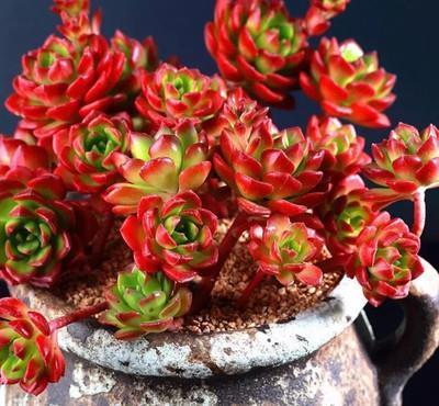 新芽|徒长的多肉蒂亚,一狠心叶片全撸了,冒新芽长成小老桩!