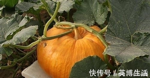 包心菜|患有胃病别慌, 常吃这些天然“养胃王”, 修复胃黏膜, 养胃更护胃!