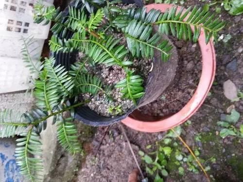 人称“植物大熊猫”,净化空气促健康,注意这5点红豆挂满枝!