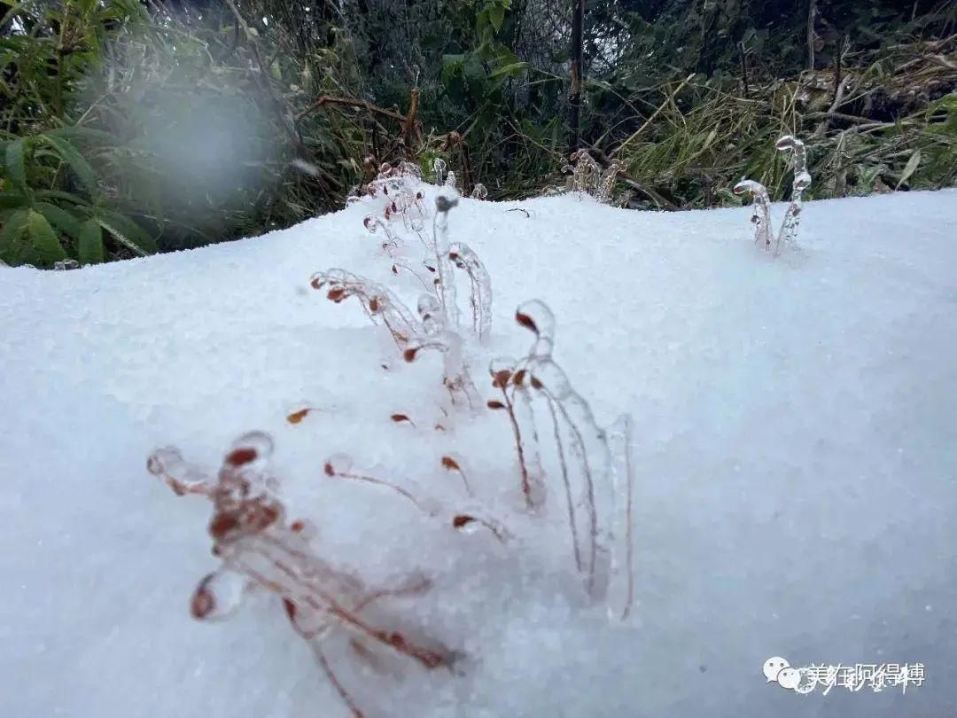 记忆 ｜寒潮再次来袭，还记得前几天的雪吗？