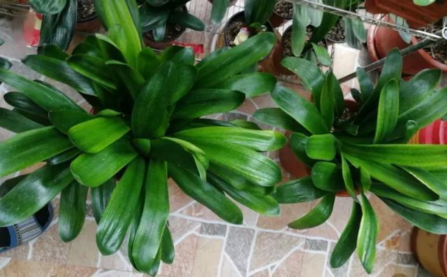 秋天|绿萝君子兰烂心叶黄,“剃个头”新芽直冒,呼呼爆盆!