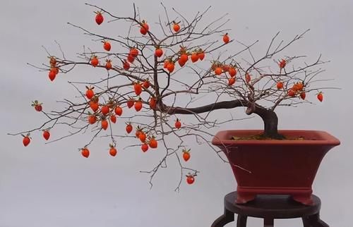 老鸦柿上盆后的养护很重要,5个方面的经验,帮你做好日常管理