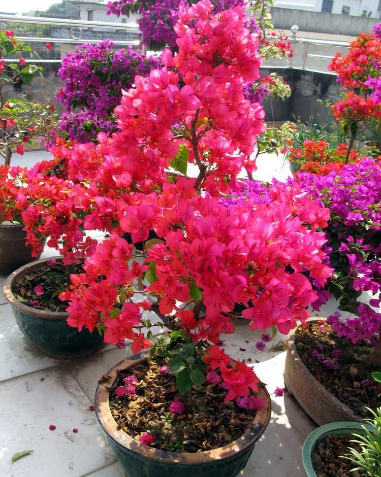 有机肥|让三角梅顺利开花,做好三步,花开大半年,比枝叶多