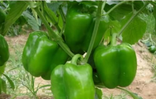 食物|聪明女性要多吃3种食物,健脾益胃,清理肠道,早吃早好!