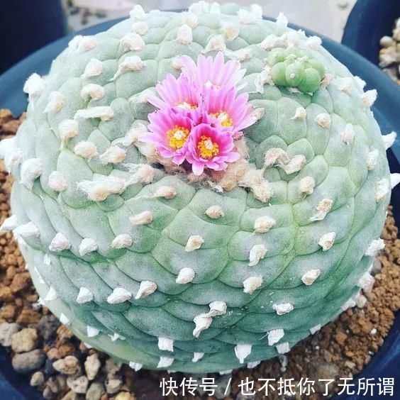 龟甲牡丹|世界上最名贵的花，一盆就是一座房子！