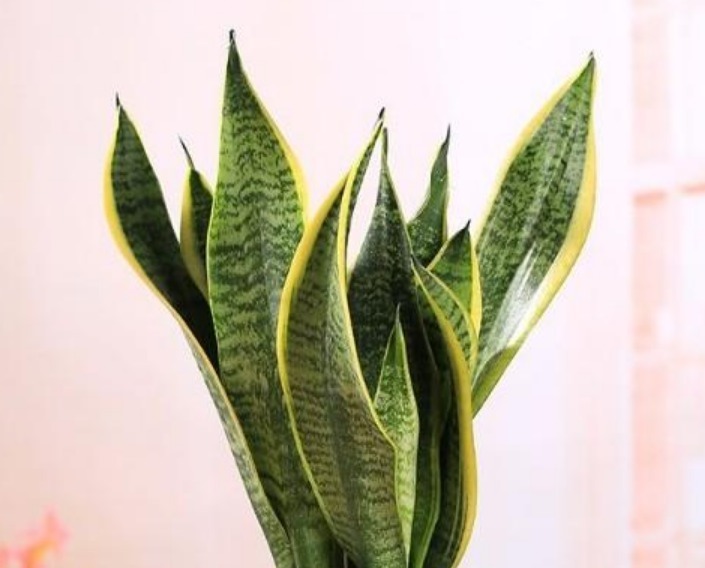 “4种花”是懒人养花首选，一月浇一次长得旺，叶子油绿开花多！