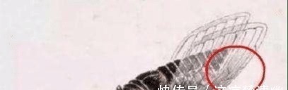 蝉!为啥齐白石的《蝉》能卖出8亿天价 专家 放大30倍后再看!