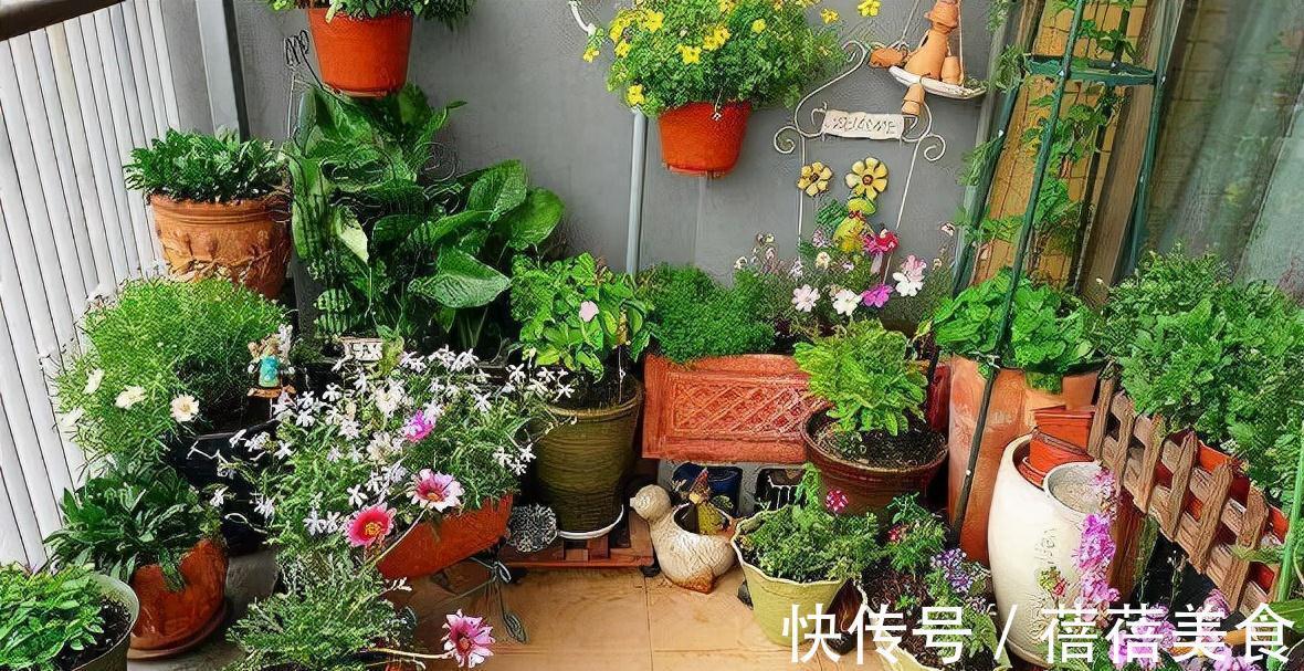 养花的“旧土”加点“废物”,又肥的流油,养花一级棒