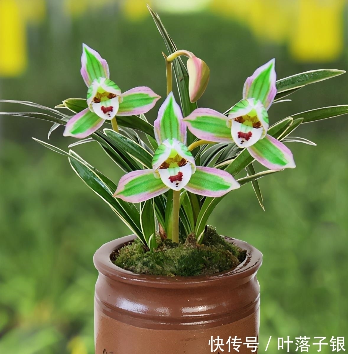 兰中珍品“帝王妃”,花开多色,香味淡雅,叶片圆润,不可多得