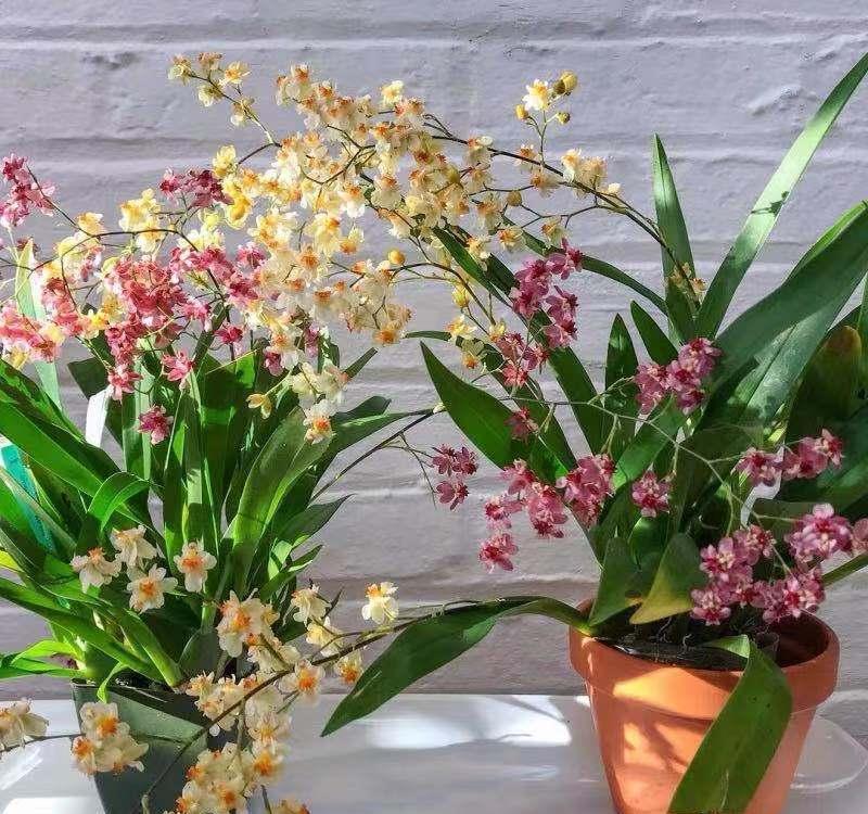 “年味十足”的11种花,颜值高寓意好,想买要趁早,晚了会涨价