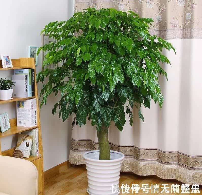 吉祥|12种花,建议养一盆,不仅吸收废气,还有“旺财添福”的美好寓意