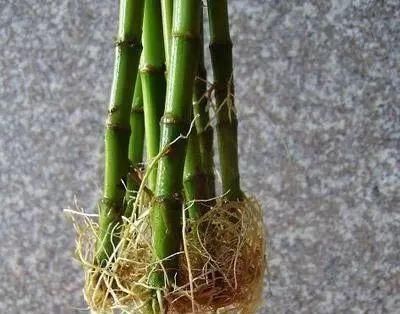 浇花时,1粒药片丢水里,花卉3天长出“大白根”,越养越旺盛