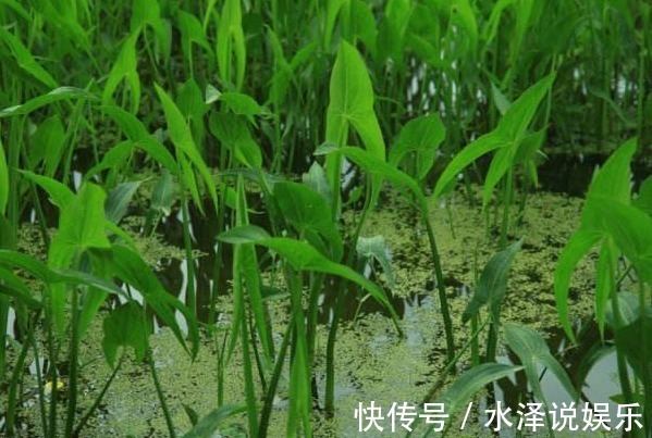 农民|农村一种野菜,农民经常看到长在小水沟旁,不仅可以吃还是一种药